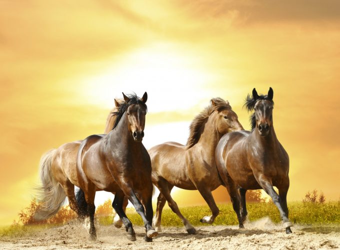 Wallpaper horses, cute animals, 8k, Animals 4800811182